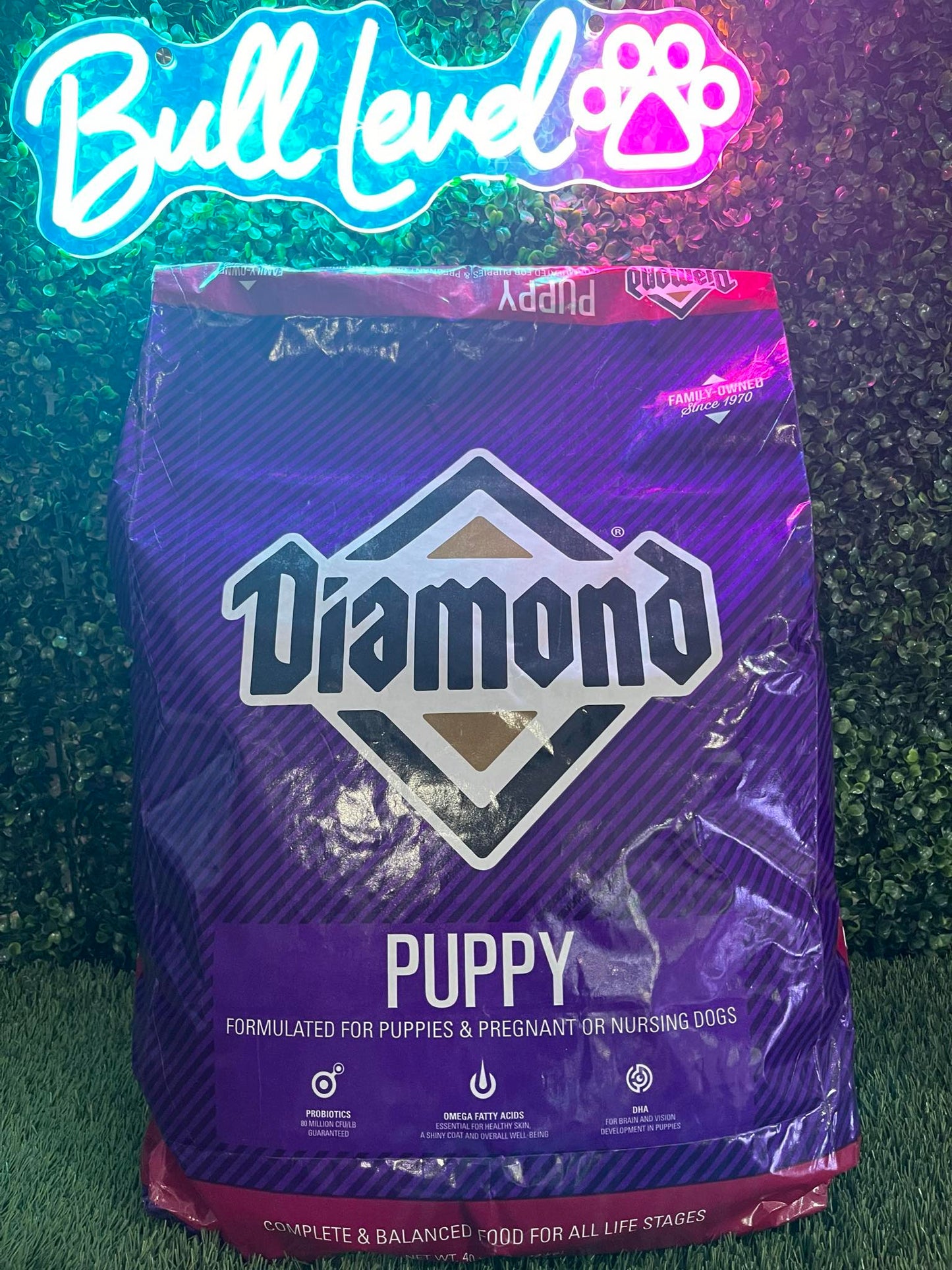 Diamond puppy 40lbs